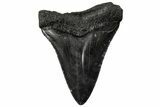 Serrated, Juvenile Megalodon Tooth - South Carolina #295830-1